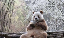 七仔粉丝爆料视频播放,揭秘幕后精彩瞬间