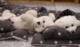 一个狗狗最新爆料图片,狗狗最新爆料萌态十足